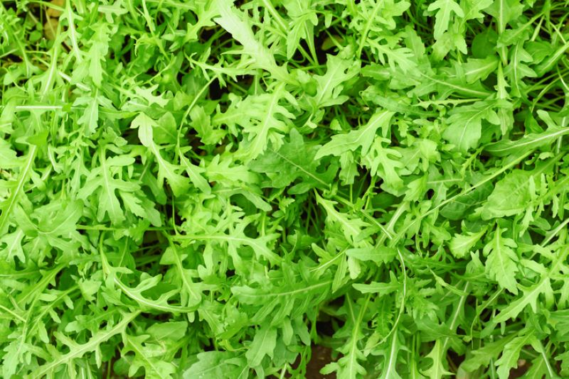 fresh arugula