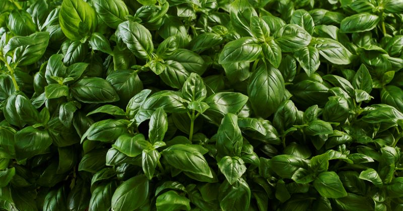 Fresh basil